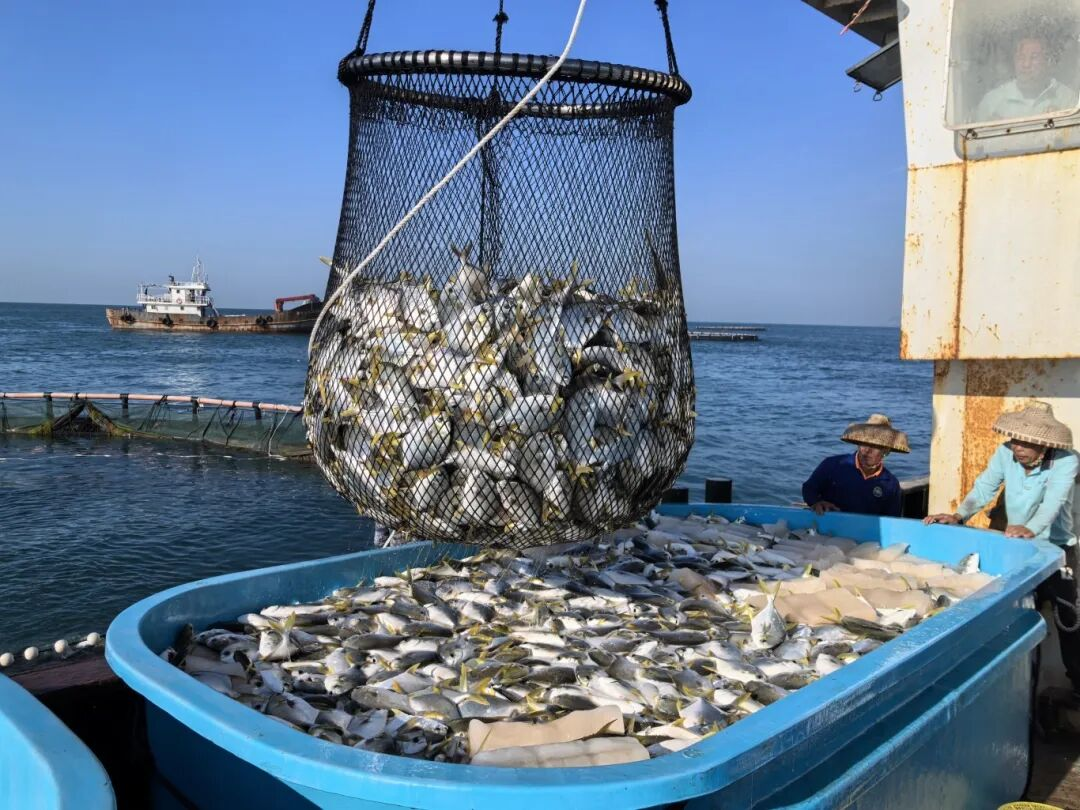 新年第一網(wǎng)！三亞環(huán)農(nóng)集團旗下海洋公司西島海